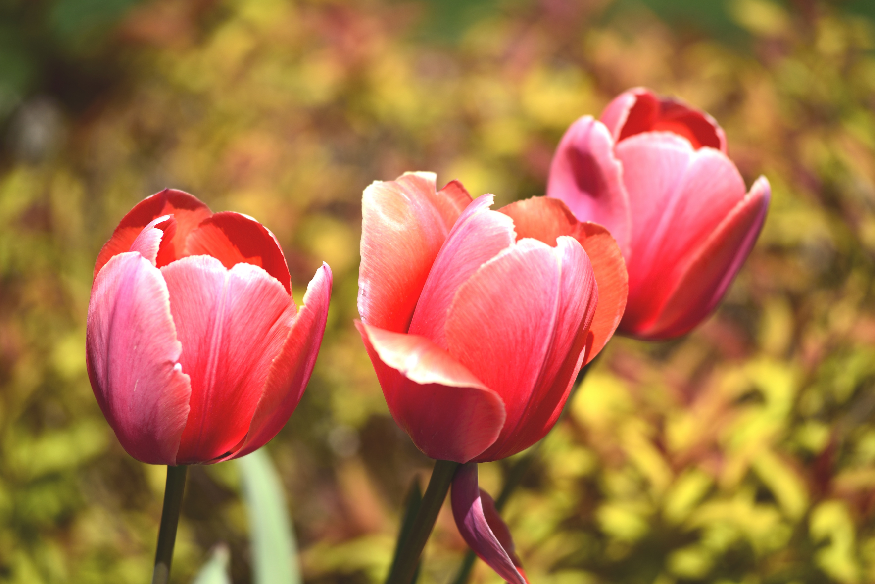 First Tulips - 2019 | Shutterbug